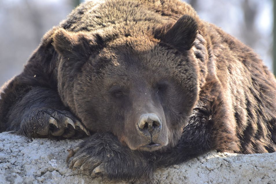 A big brown bear
